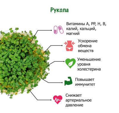 Набор для выращивания. "Моя микрозелень": РУКОЛА